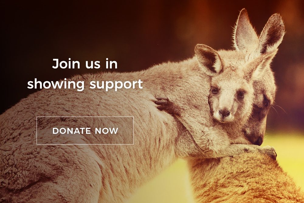 Zib digital bushfire donation fund